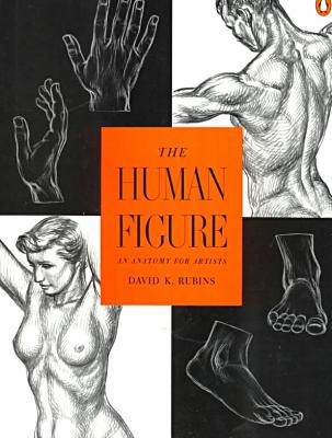 The Human Figure