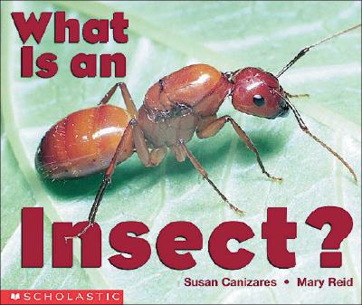 What Is an Insect?