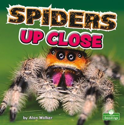 Spiders Up Close