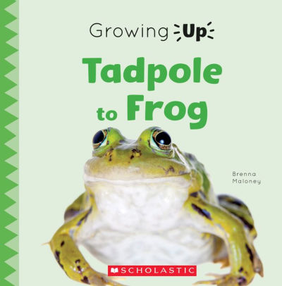 Tadpole to Frog