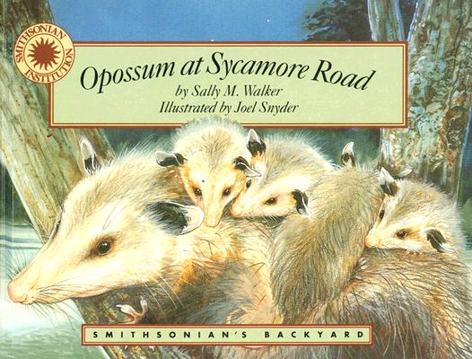 Opossum at Sycamore Road