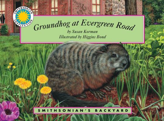 Groundhog at Evergreen Road