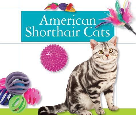 American Shorthair Cats