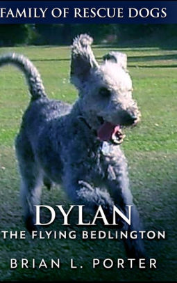 Dylan The Flying Bedlington