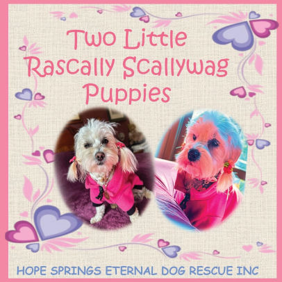 Two Little Rascally Scallywag Puppies Chris