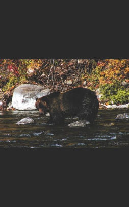 Babies, Barrels, and Bears