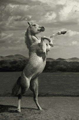The Headless Horseman