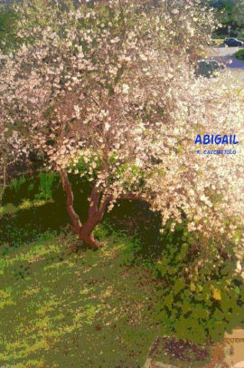 Abigail