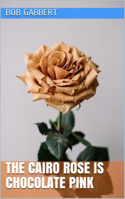 The Cairo Rose is Chocolate Pink