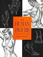 The Human Figure