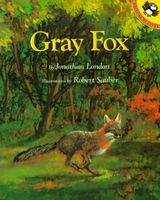 Gray Fox