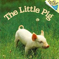 Little Pig