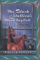 The Black Stallion's Blood Bay Colt