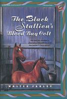 The Black Stallion's Blood Bay Colt