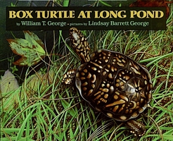 Box Turtle at Long Pond