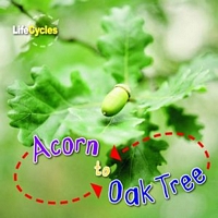 Cover of Acorn to Oak Tree by Camilla de la Bedoyere