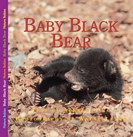Cover of Baby Bear by Aubrey Lang