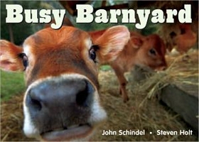 Busy Barnyard