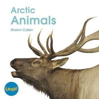 Arctic Animals