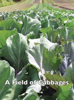 A Field of Cabbages