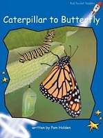 Caterpillar to Butterfly