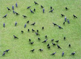 Cover of Caw Caw; or, The Chronicle Of Crows by M