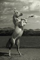 Cover of The Headless Horseman by Jack Coleman