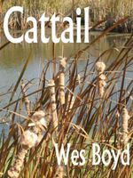 Cattail