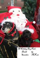 A Holiday Dog Park Death