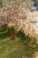 Cover of Abigail by Karen Cacciattolo