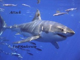 Cover of Attack by Lisa Anderson