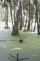 Cover of Magic in the Swampwaters of Louisiana by Darrel Day